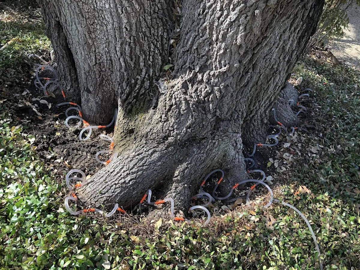 Detailed Tree Cabling and Bracing job site in Miller City