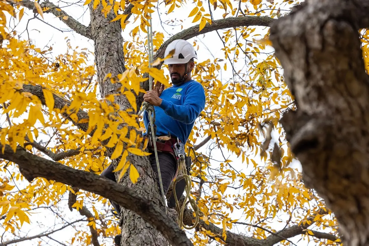 Skilled Storm Damage Cleanup crew working in Miller City